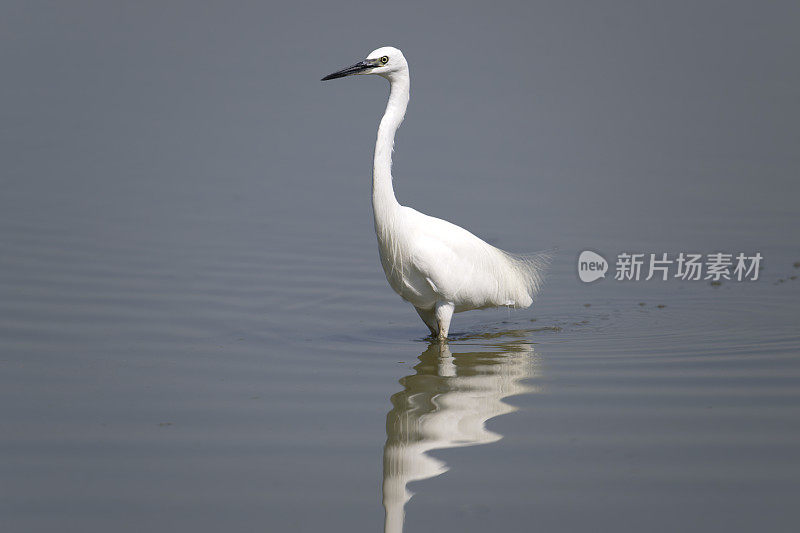 小白鹭(Egretta garzetta)